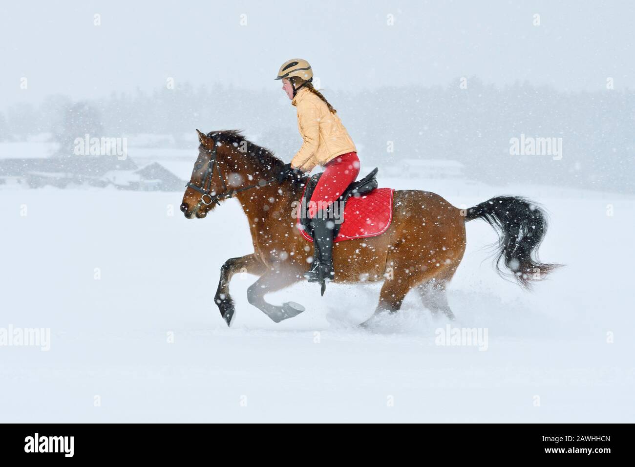 Riding out in winter during snowfall, christmas colors gold red Stock Photo