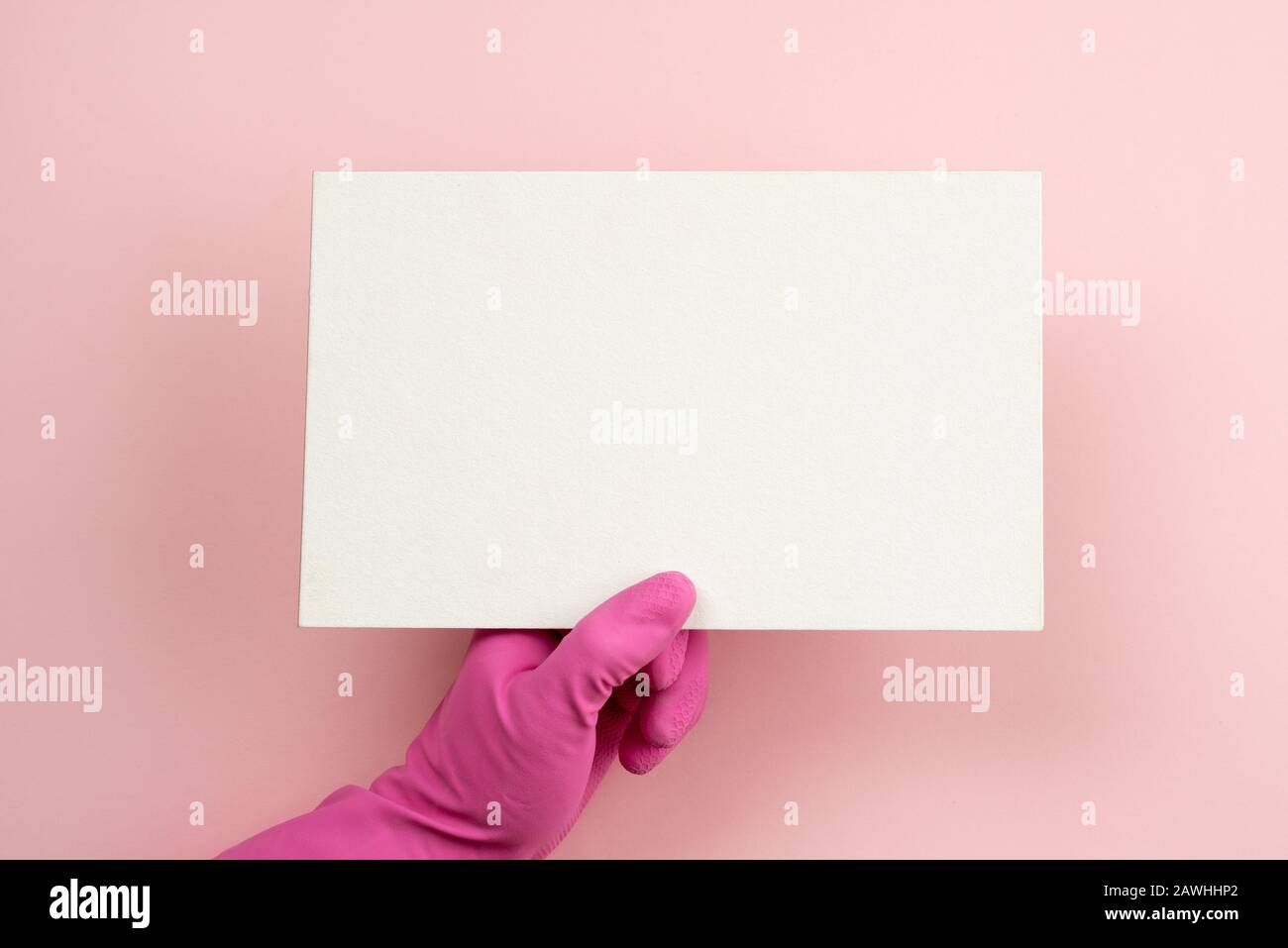 Female hand wearing in pink latex glove holding a mockup empty white