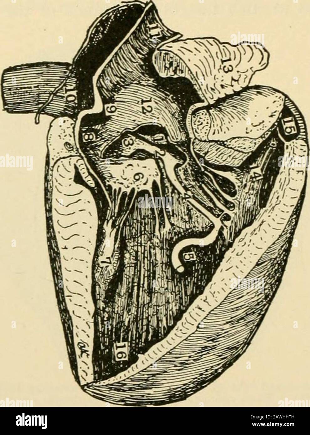 A text-book of physiology for medical students and physicians . muscle, with, perhaps, a pause at a sino-auricularjunction, although this is uncertain. At the other end the bulbuscordis remains in the human heart as the conus arteriosus of theright ventricle, and, as we shall see, there is some evidence thatthis portion of the ventricle contracts somewhat independently.34 530 CIRCULATION OF BLOOD AND LYMPH. The matter of greatest interest in connection with the differentchambers has been the nature of the auriculoventricular junction.In the mammalian heart tendinous tissue develops in this reg Stock Photo