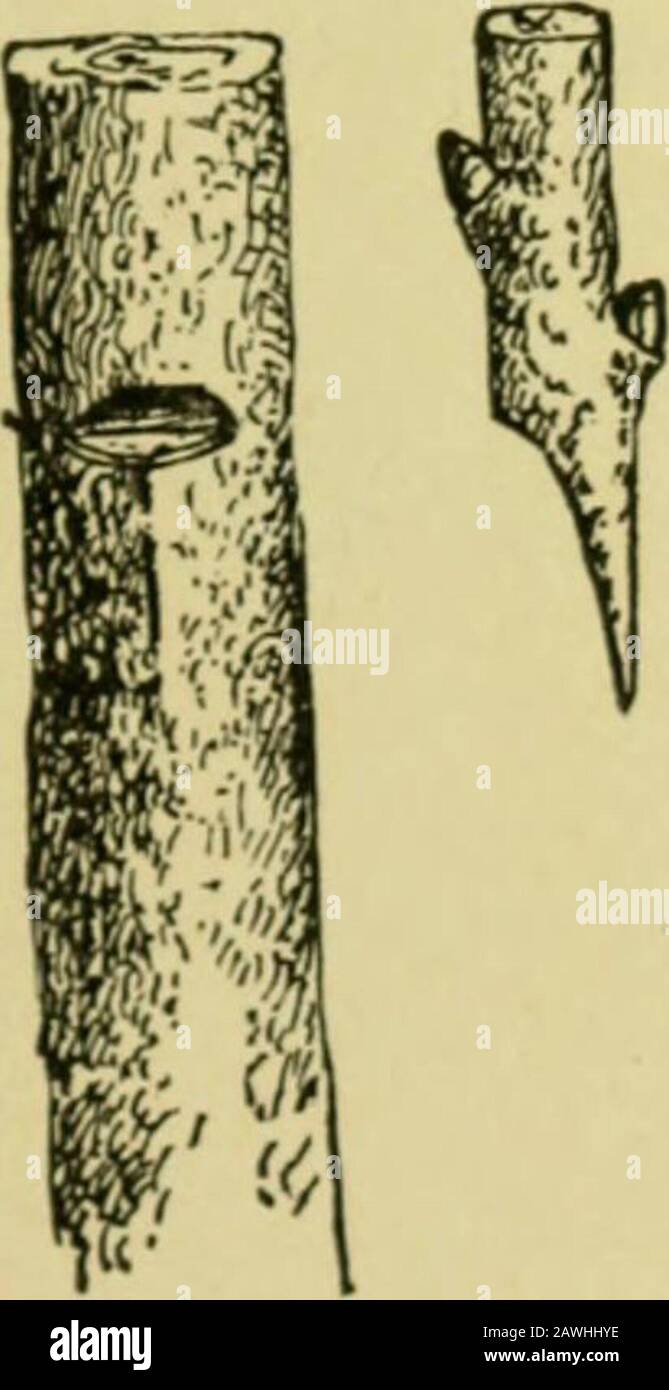 Saddle grafting hires stock photography and images Alamy