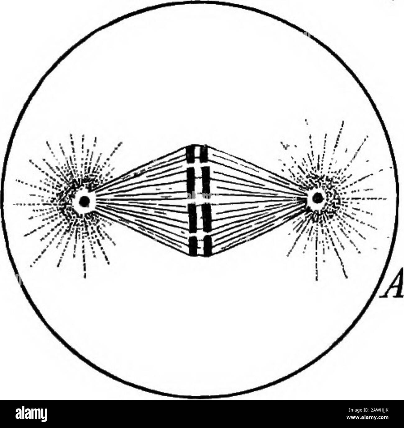 Metaphase Black and White Stock Photos & Images Biology Diagrams