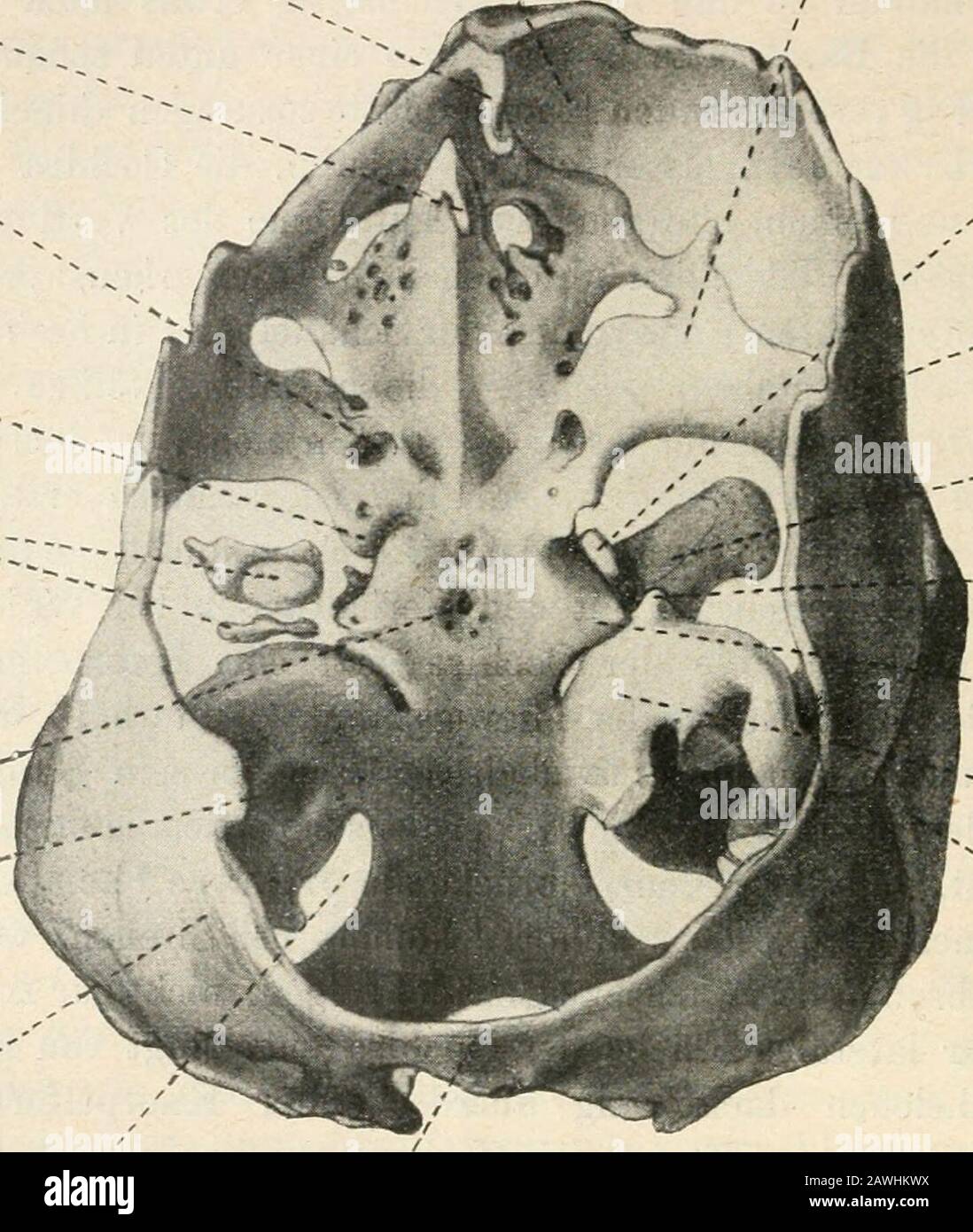 Zoologischer Anzeiger . STatur des Primordialcraniums überhauptvon Wichtigkeit ist. An der Medialfläche der Ohrkapseln finden wir außer dem immervorhandenen Foramen acusticum superius und inferius noch eine drittezwischen beiden liegende feine Nervendurchtrittsstelle (Foramen acus-ticum intermedium). Außerdem ist auf der rechten Seite des Fo-ramen acusticum inferius ein hinterster Zipfel für den Ramulus am-pullaris posterior abgetrennt (Foramen singulare der menschlichenAnatomie). Eine Untersuchung der Verteilungsverhältnisse des N.acusticus ergab, daß die Macula sacculi nicht nur vom Ramulus Stock Photo