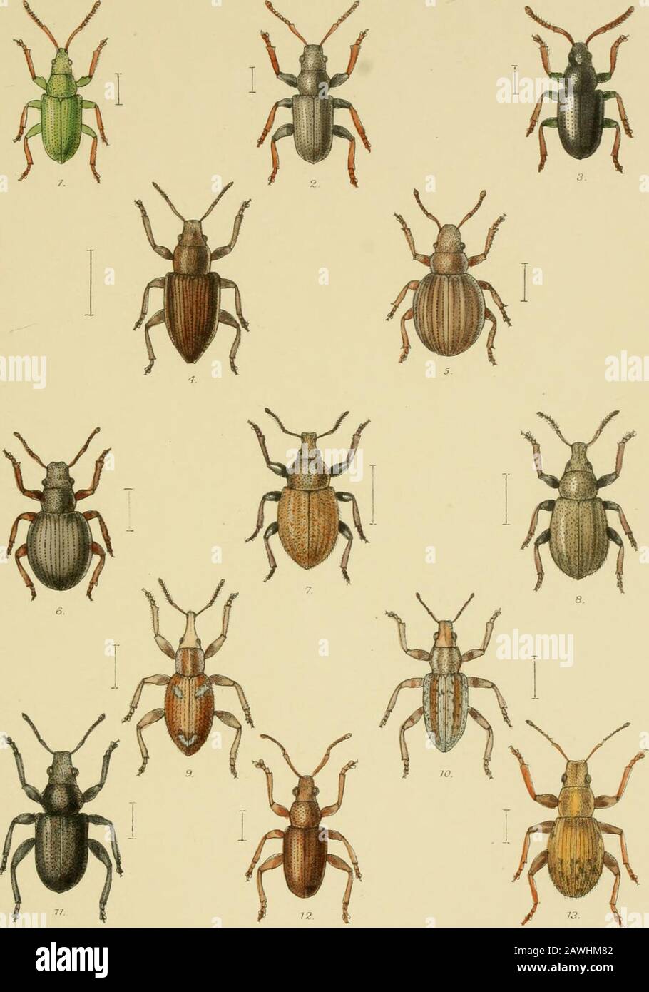The Coleoptera of the British islandsA descriptive account of the families, genera, and species indigenous to Great Britain and Ireland, with notes as to localities, habitats, etc . R.MorgaTi.,del.-r.lv VmcentBrooks Day & oonjmp. ,.S,eee ;- O? London. ::rrt?^ USA PLATE CLXI. YiG. 1. Phyllobius pouionae, 01. 2. ,, viridiaeris, Laich (uniformis Marsh), var griseus, Fowler. 3. ,, viridicollis, F. 4. Tanymecus palliatus, F. 5. Philopedon (CneorrJmms) geminatus, F. 6. Atactogenus (CneorrJiinug) exaratus, Marsli. 7. Barynotus obscurus, F. 8. ,, elevatus, Marsli {vicerens auct, nee F.). 9. Alophus t Stock Photo
