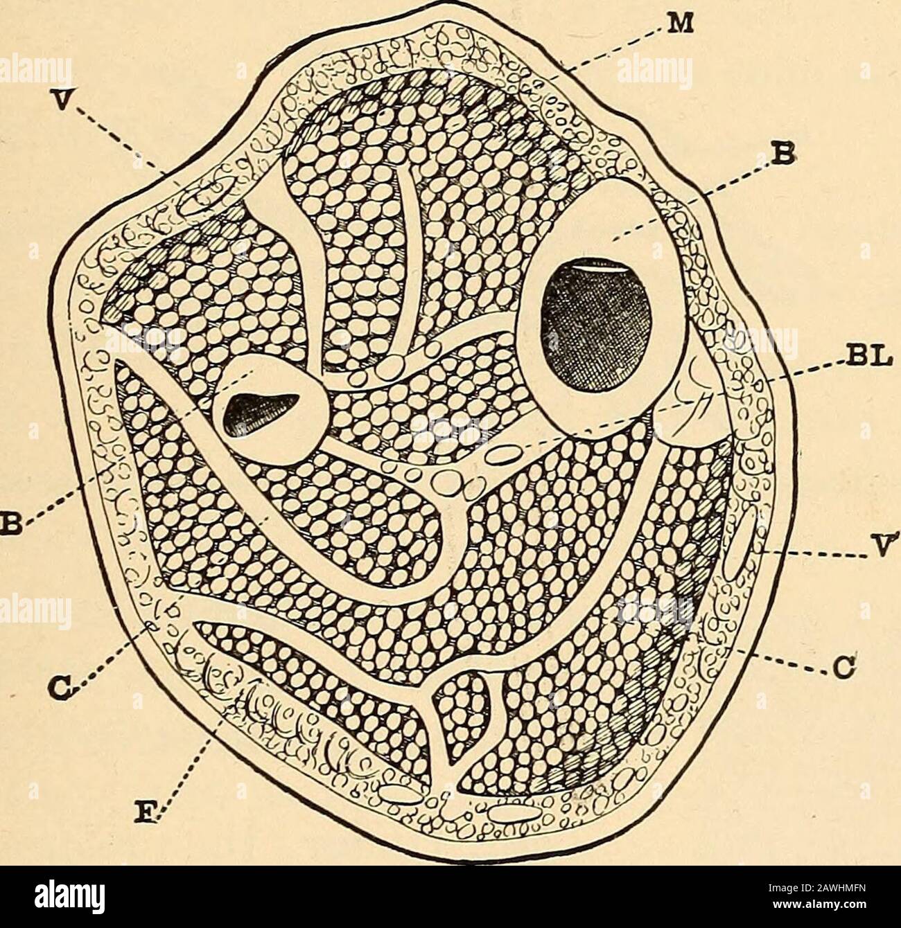 Anatomy, physiology and hygiene . Fig. 26.Muscles of Expression. also