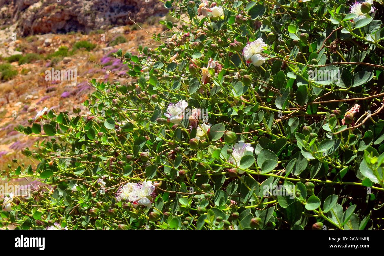 Mediterranean island with large capers bush with flowers Stock Photo