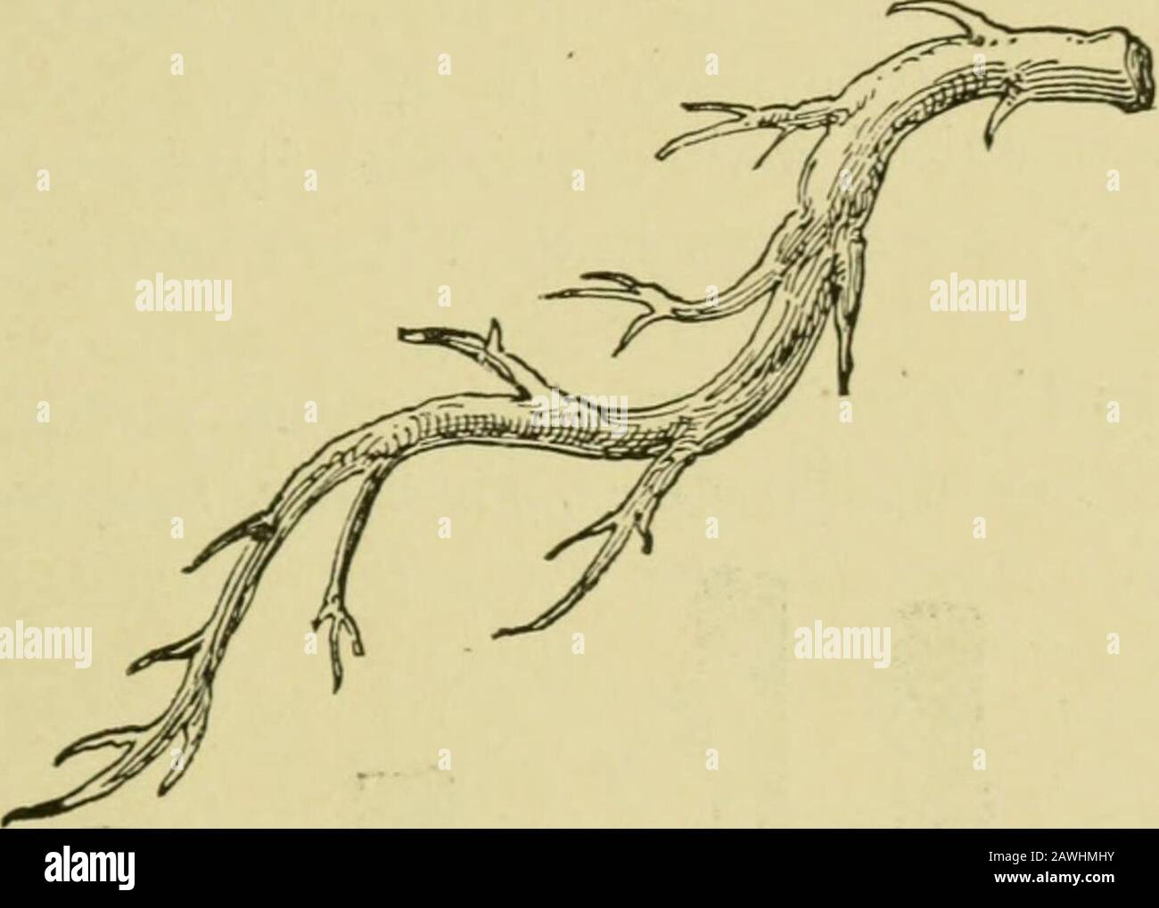 Quince cultureAn illustrated handbook for the propagation and