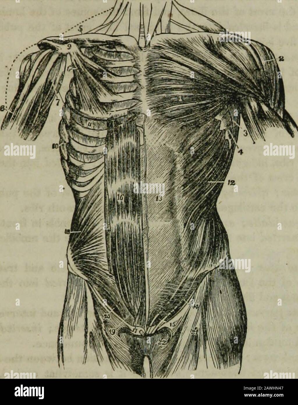 The hydropathic encyclopedia : a system of hydropathy and hygiene in eight parts ..designed as a guide to families and students, and a text-book for physicians . ament is that part of the aponeu-rosis inserted into the pectineal line. The linea alba is a white tendi-nous slip extending along the middle of the abdomen from the ensiformcartilage to the os pubis. Externally, on each side of it, are twocurved lines, extending from the sides of the chest to the pubis, calledthe linea semilunares; these lines are connected with the linea albaby several cross lines, usually three or four in number, c Stock Photo