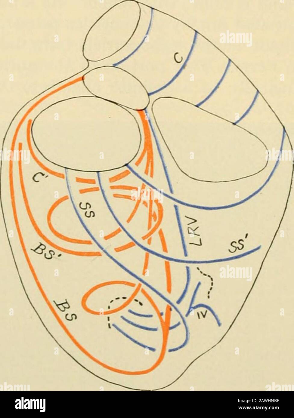 A text-book of physiology for medical students and physicians . are in  diastole. Thegeneral relations of systole, diastole, and pause are  representedgraphically in the accompanying figure (Fig. 220). It will  benoted that