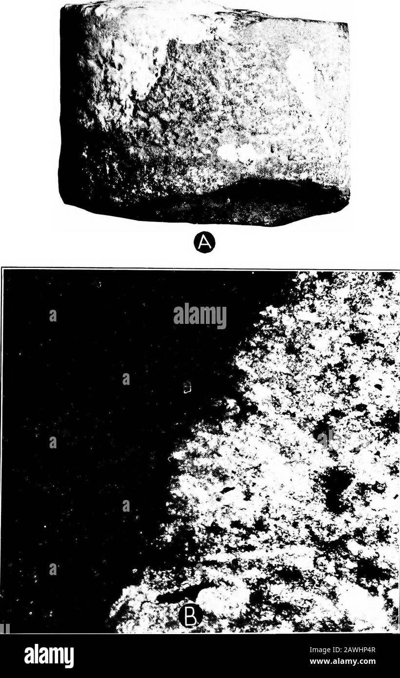 The deep boring at Spur . Plate 3. Vertical section of oolitic dolomite, a considerable partof which has been replaced by anhydrite. The spherules are ap-pressed and many appear to have been reduced by solution externallyso as to conform to the shapes of adjacent spherules. For furtherdescription see sample 78. X 40. (The vertical axis extends from left to right.). Plate 4. A. Photograph of a piece of core from 2250 feet belowthe surface. Reduced to two-thirds natural size. Anhydrite andquartz appear light. For description see sample number 90. B. Vertical section extending through part of a c Stock Photo
