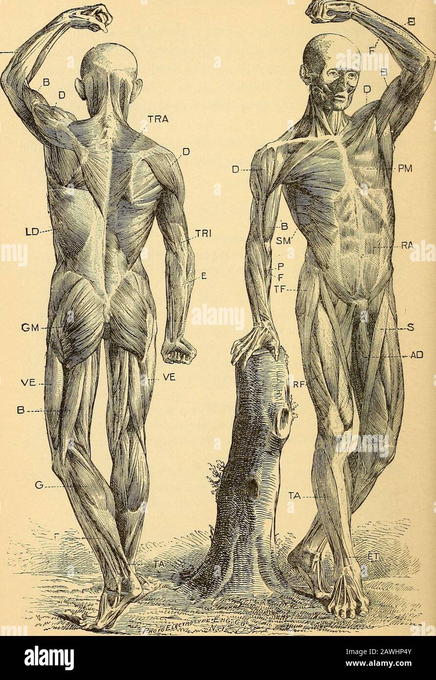 Anatomy, physiology and hygiene . s, and of what does it consist ? 4 ...
