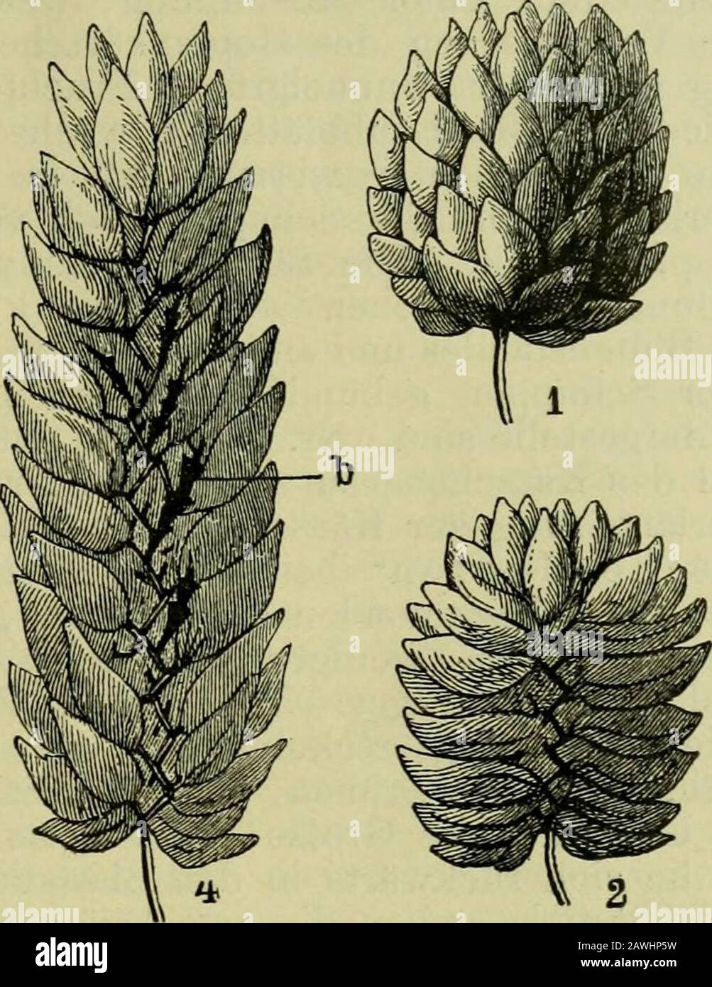 Pflanzenkrankheiten Bilder: Learning to Draw the Wonders of Nature