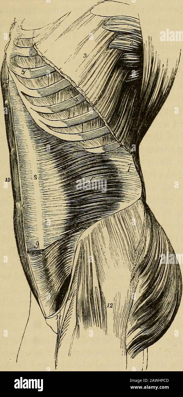 The anatomist's vade mecum : a system of human anatomy . of its extent it is inserted into thecrest of the os pubis and linea alba. The lower fourth of its aponeu-rosis passes in front of the rectus to the linea alba; the upperthree-fourths, with the posterior lamella of the internal obliquebehind it. The posterior aponeurosis of the transversalis divides into threelameUse;—anterior, which is attached to the bases of the transverseprocesses of the lumbar vertebrae; middle, to the apices of the trans-verse processes; and posterior, to the apices of the spinous processes.The anterior and middle Stock Photo