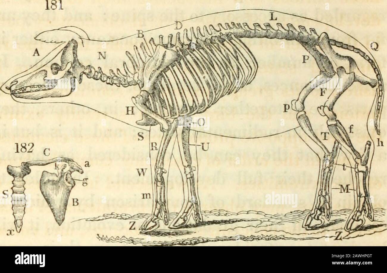 Animal and vegetable physiology, considered with reference to natural theology, by Peter Mark Roget .. . their full developement. In order toobtain a standard of comparison by which toestimate all their gradations of evolution, it willbe best to consider them first in their moreperfectly developed forms, as they are pre-sented in the higher classes of quadrupeds.In the following descriptions, the skeleton of theHog (Fig. 181) will be taken for the purpose ofreference. The ribs consist of arches of bone affixed attheir upper ends to the bodies of the vertebrae,and also, by a separate articulati Stock Photo