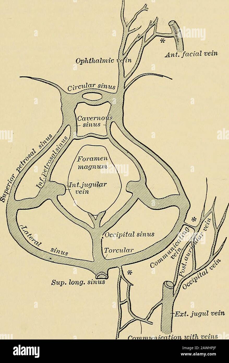 A system of practical medicine . )ecial symptoms, due to inter-ference with the veins which communicate with the extracranial veins,are present. The lateral sinus communicates with these veins by meansof, first, a small vein which passes through the ])()sterior condyloid fora-men, and, secondly, by means of another small vein which passesthrough the mastoid foramen (see Figs. 51 and 52). The latter, which 1 Journ. Amer. Med. Amoc, 1892, xix. pp. 690, 725. *See also Janscn : Archivf. Ohrenheilk., Leipzig, 1893, xxxv. and xxxvi. THROMBOSIS OF THE SINUSES OF THE DURA MATER. 393 is the most import Stock Photo