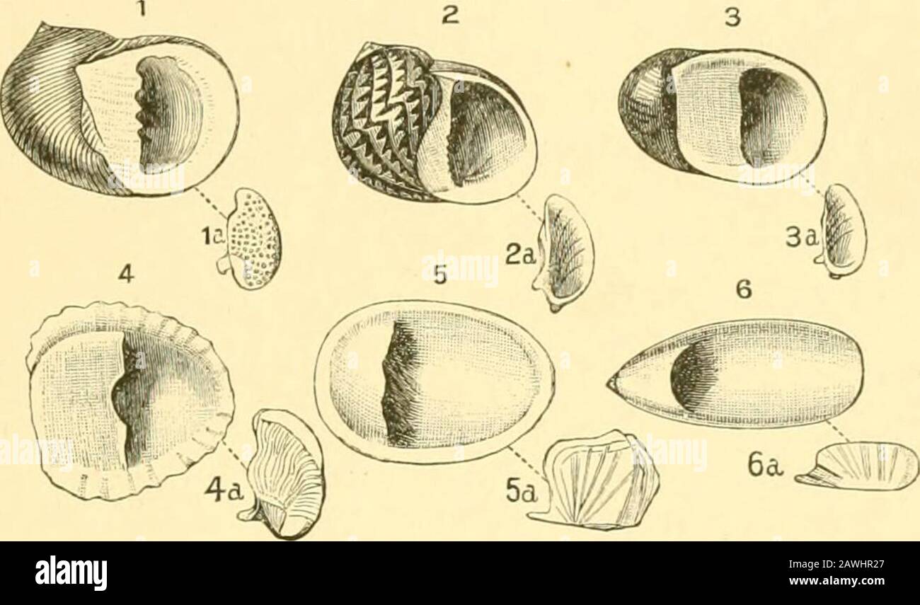 The Cambridge natural history . et cliffs in theghats of southern India, is a modilied Littorina. Neritina andNerita form a very interesting case in illustration of the wholeprocess. Nerita is a purely marine genus, occurring on rocks inthe littoral zone ; one species however {JSF. lineata, Cheni.) ascends ^ Not to JVassa, as lias been generally held. The shape of the operculum, andparticularly the teeth of the radula, show a much closer connexion with Cominella. ORIGIN OF FRESH-WATER UNIVALVES 17 rivers as far as 25 miles from their mouth, and others liauiitmarshes of brackish water. Neritina Stock Photo