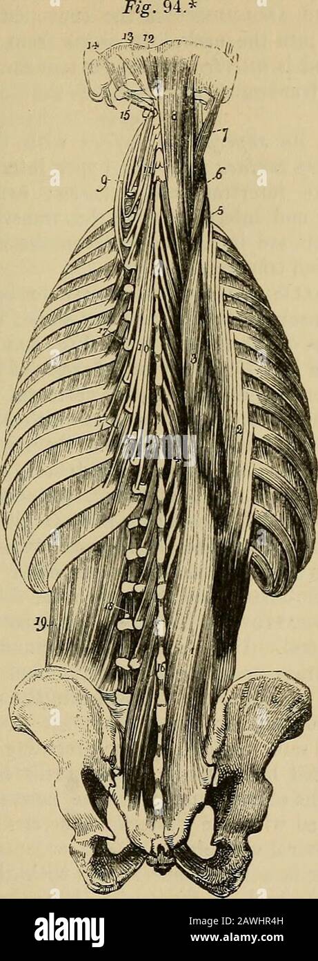 The anatomist's vade mecum : a system of human anatomy . ons.—The erector spinas muscle is in relation by its super-ficial suiface (in the lumbar region) with the conjoined aponeurosisof the transversalis and internal oblique muscle, which separates itfrom the aponemosis of the serratus posticus inferior, and from thelongissimus dorsi; (in the dorsal region) with the vertebralaponeurosis, which separates it from the latissimus dorsi, trapezius,and serratus posticus superior, and mth the splenius. By its deepsurface (in the lumbar region) mth the multifidus spinae, transverseprocesses of the lu Stock Photo