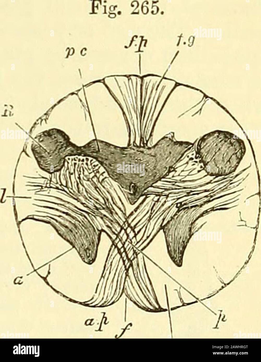 Decussation of pyramids hires stock photography and images Alamy