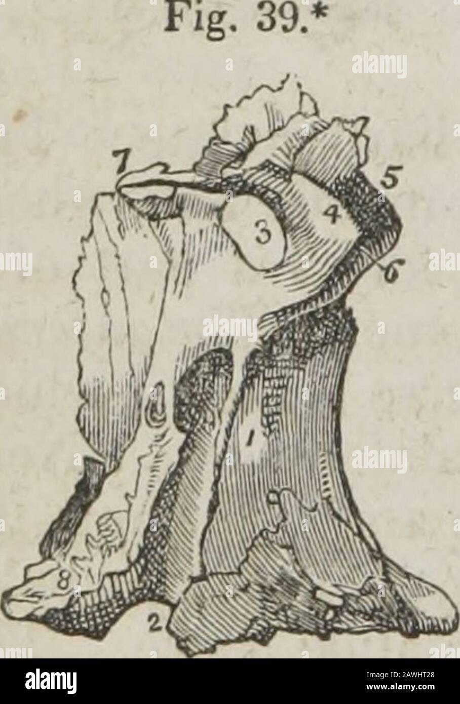 A system of human anatomy, general and special . idal spongy bones in closing the sphenoi-dal sinuses. This portion takes part in the formation of the pterygo-palatine canal. The pterygoid process or tuberosity of the palate bone is the thickand rough process which stands backwards from the angle of union * The perpendicular plate of the palate bone seen upon its external or spheno-maxillarysurface. 1. The rough surface of this plate, which articulates with the superior inaxil-lary bone and bounds the antrum. 2. The posterior palatine canal, completed by thetuberosity of the superior maxillary Stock Photo
