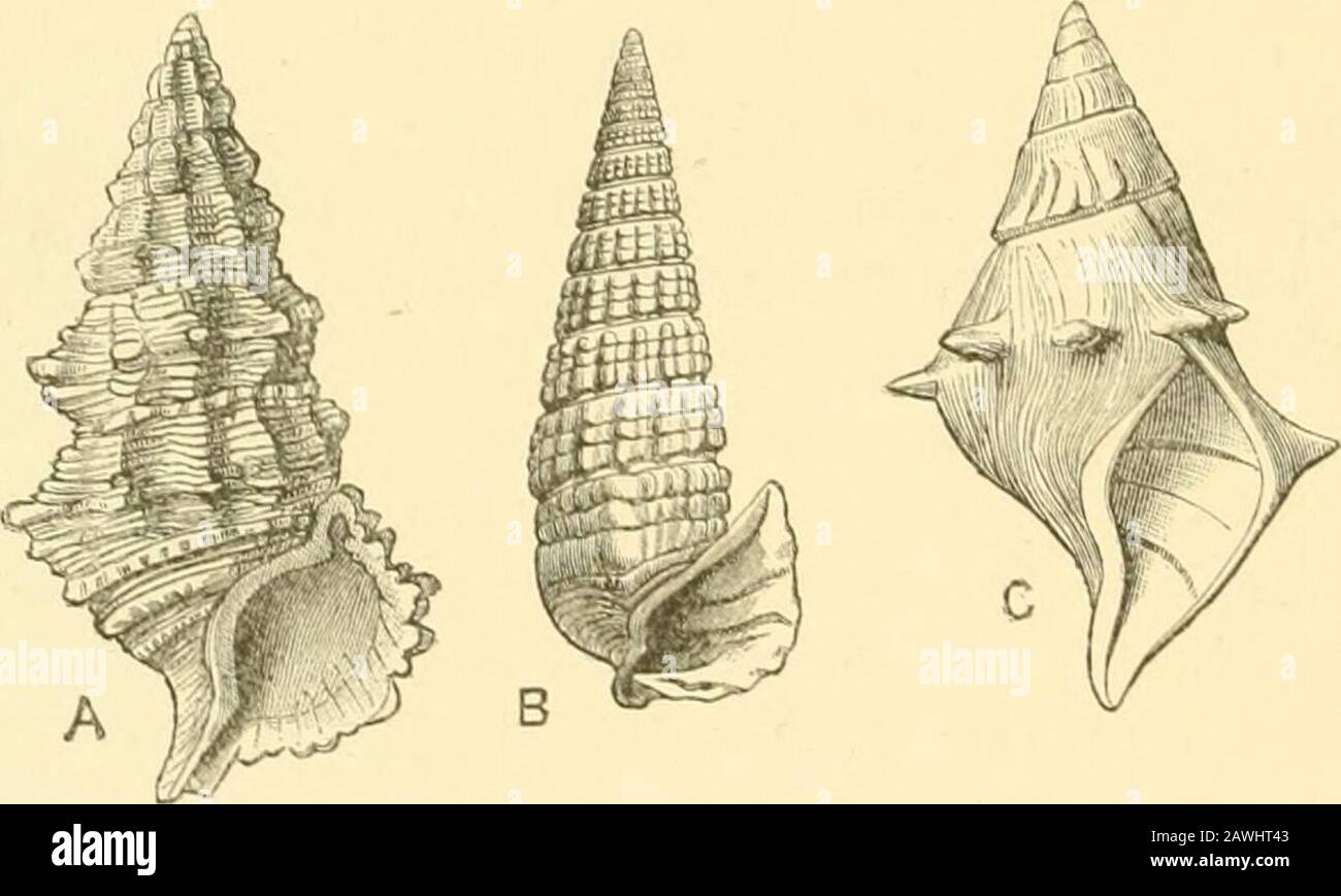 The Cambridge natural history . genus occiuTing onlyiu fresh water. Geomelania (with its subgenera Chittya andJJlandieUa) we hnxo a form of Truncatclla which lias entirely. Fig. 12.—A, Cerithium coluvma Sowh. (marine). B, Potamides micropteraK.(brackish water). C, lo tijjiuosa Lea, one of the Pleuroeeridae (fresh water). deserted the neighbourhood of the sea, and lives in wood}mountainous localities in certain of the West Indies. Cremow-conchvs, a remarkable shell occurring only on wet cliffs in theghats of southern India, is a modilied Littorina. Neritina andNerita form a very interesting ca Stock Photo