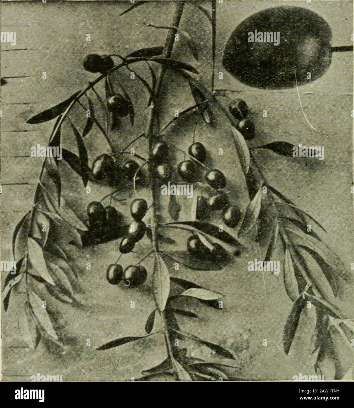 The California fruits and how to grow them; a manual of methods which have yielded greatest success, with the lists of varieties best adapted to the different districts of the state . ion variety; is of a jet black whenripe. This tree begins to fruit quite young, and is a prolific bearer. Very hardyand prolific even in dry situations. Atroviolacea.—Medium size, black, chiefly valuable for oil. Uvaria.—Imported by John Rock from France. Oval, regular, and roundedon both ends; pit straight, heavy, late; later than the common Mission olive; 418 CALIFORNIA FRUITS : HOW TO GROW THEM color dark purp Stock Photo