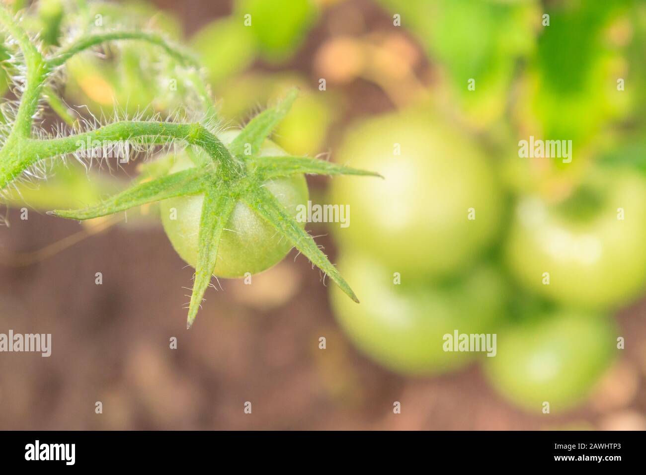 Green tomatoes hang in a bunch and ripen in a greenhouse Stock Photo ...