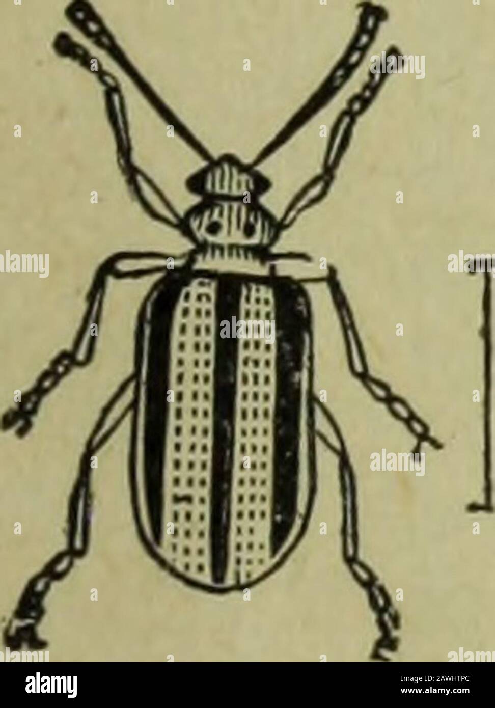Annual report of the Fruit Growers' Association of Ontario, 1904 . Fig. 44. Leaf-horn beetle. flies, Tachina flies, Syrphus flies (Fig. 50) and cheese flies. The Tachina andSyrphus flies are very beneficial. The Hemiptera or Bugs are divided into the True-bugs (Fig. 51), theLeaf-hoppers and Plant, lice (Fig. 52) and Lice. Nearly all are injurious,and frequently do much injury. They suck the juices from plants.. Fig. 45. Plant-eater beetle. Stock Photo