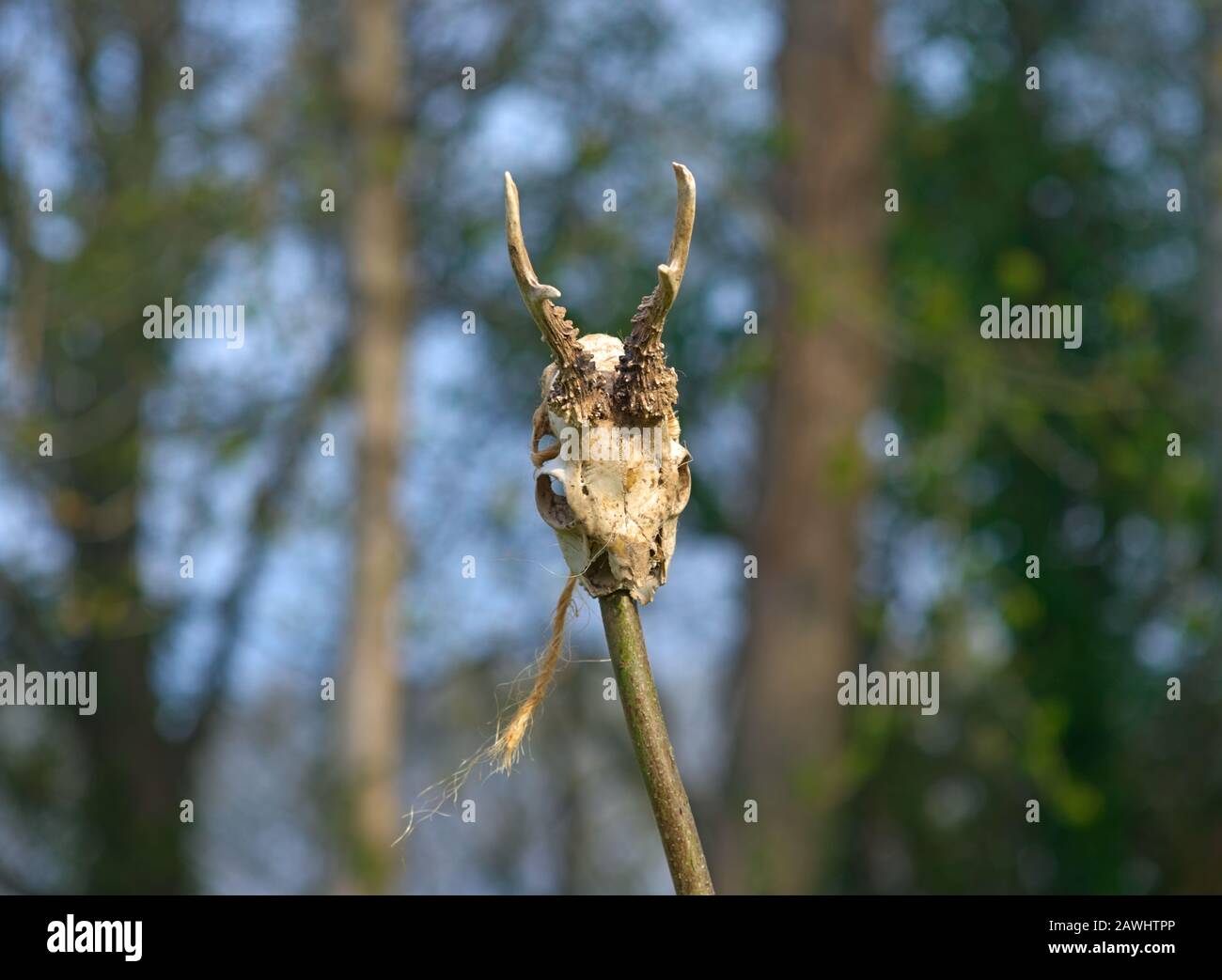 Animal skull with horns on wooden stick with greenery in background Stock Photo
