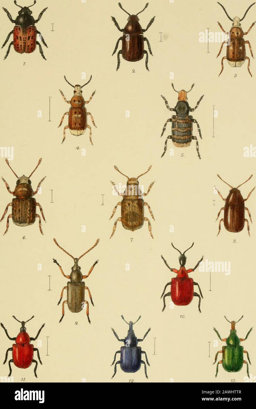 The Coleoptera of the British islandsA descriptive account of the families, genera, and species indigenous to Great Britain and Ireland, with notes as to localities, habitats, etc . R Mor|,an.,del. etlith, ViaceatBrooks Day&Son^Imp. L-lleeve & C^London. HA ITY PLATE CLII. Fig. 1. Brachytarsus fasciatus, Forst. 2. „ varius, F. 3. Macrocephalus (Anthribus) albinns, L., male. 4. „ „ „ female. 5. Platyrrhinus latirostris, F. 6. Tropideres uiveirostrisj F. 7. „ sepicola, F. 8. Clioragus Sheppardi, Klrhy. 9. Rhiuomacer attelaboides, F. 10. Apodevus corjli, L. 11. Attelabus curcnlionoides, F. 13. Byc Stock Photo