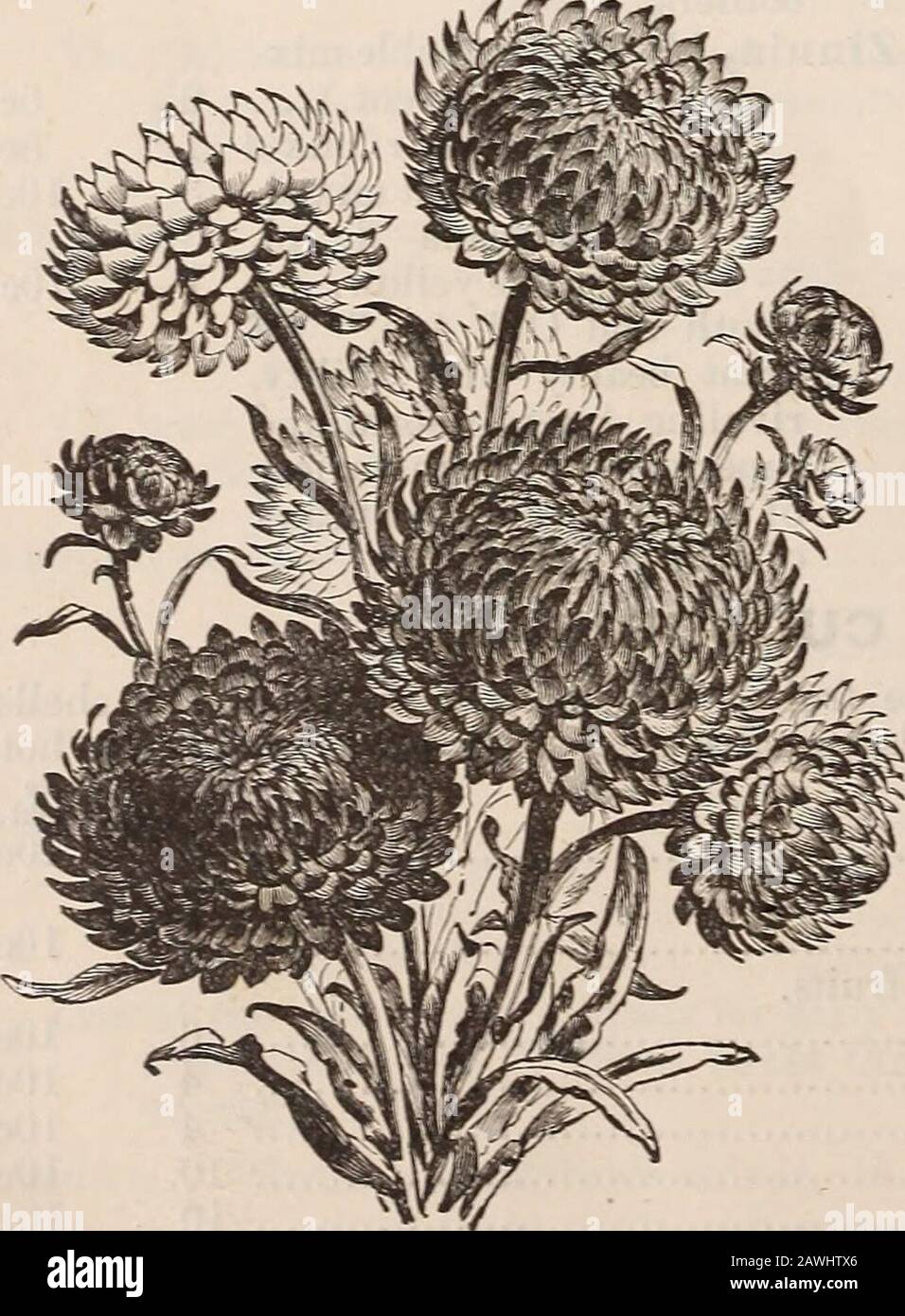 Catalogue of seeds, agricultural & horticultural supplies and guide for the garden, field & farm . Acroclinium Roseum, ^ White so eagerly sought Heliehrvsum, Yar. (riiaphalium Leontopodium. The true Alpine Edelweiss,for and so highly prized. Helichrysnni. Dwarf, double white (see cut) Crimson Mixed Tall, double pink White Mixed Bracteatum. Single yellow Straw Flowers. These will stand drought well.Should be grown in good soil, with abundanceof air. They make handsome bouquets whenmixed with ornamental grasses, b. Rhodantlie Maculata. Pink :&gt; Alba. White Manslesii. Bright rose Mixed The most Stock Photo