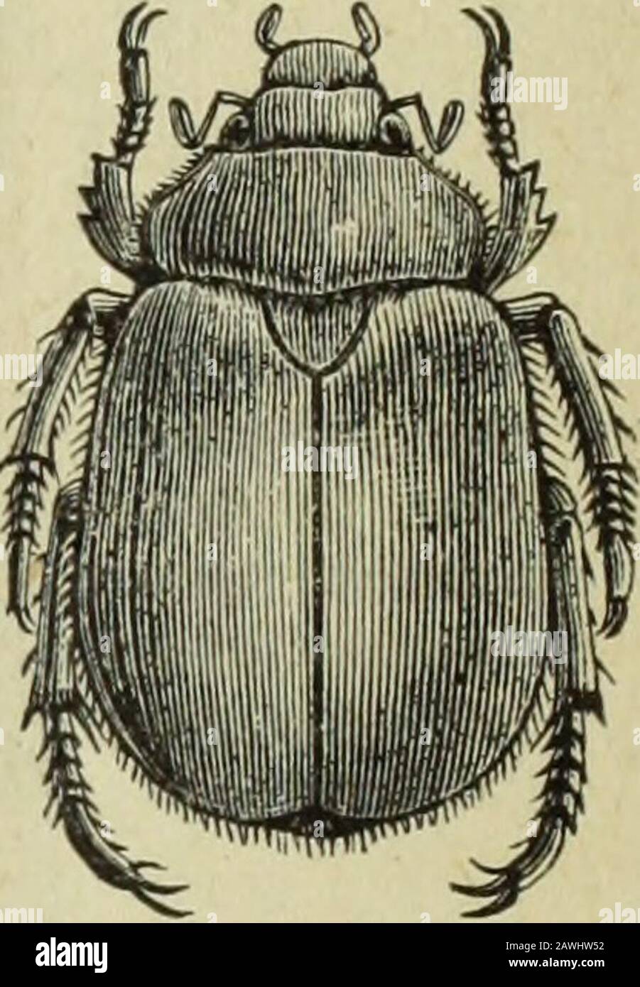 Annual report of the Fruit Growers' Association of Ontario, 1904 . Ficx. 43. Saw-horn beetle (Bup- restis).. Fig. 44. Leaf-horn beetle. flies, Tachina flies, Syrphus flies (Fig. 50) and cheese flies. The Tachina andSyrphus flies are very beneficial. The Hemiptera or Bugs are divided into the True-bugs (Fig. 51), theLeaf-hoppers and Plant, lice (Fig. 52) and Lice. Nearly all are injurious,and frequently do much injury. They suck the juices from plants. Stock Photo