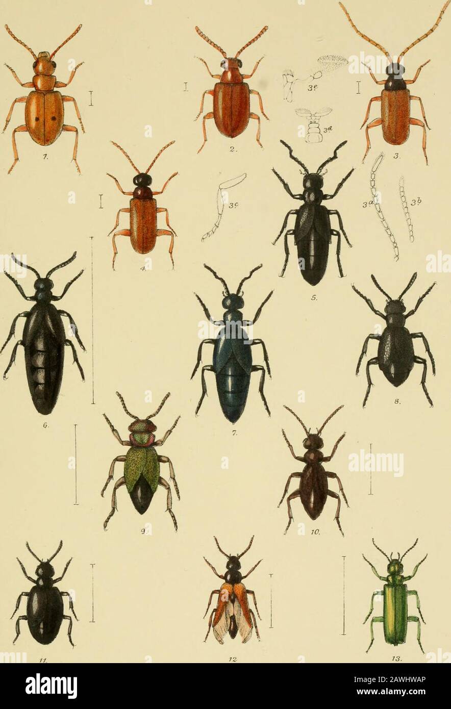 The Coleoptera of the British islandsA descriptive account of the families, genera, and species indigenous to Great Britain and Ireland, with notes as to localities, habitats, etc . R.Morgaxi,del.etlitK. VlivcentBrooksTDaY&SonjTap L Heeve & C^ Loncori Mf a.. TY PLATE OLI. Fig. 1. Anthicus biraaculatus, III. 2. Xylophilus populneus, F. 3. „ oculatus, F., male. 3a. „ „ antenna of male. 3b. „ „ antenna of female. 3c. „ „ inteimediate leg. 3d. „ „ labrum. 3e. „ „ maxillary palpus. 4. „ „ female. 5. Meloe proscarabseus, L., male. 6. ,, „ female. 7. „ violaceus, Marsh. 8. „ cicatricosus, Leach. 9. „ Stock Photo