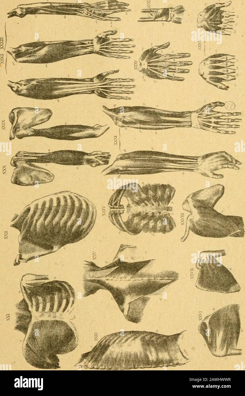 Histoire de l'anatomie plastique : les maitres, les livres et les écorchés . ns les auteurs sou-vent une page entière est employée à la descriptiondun seul muscle... quil y a donc, par cette méthode,économie de temps et dintelligence ». II publia également une Physiologie de lactionmusculaire appliquée aux arts dimitation, Paris, i83o.Il sy occupe des contractions musculaires qui entrenten Jeu pour produire les expressions des- émotions etsurtout les expressions faciales. Ayant parlé longuement de Gerdy et de son livre,nous devons, pour des raisons qui sy rattachent etque nous expliquons un Stock Photo