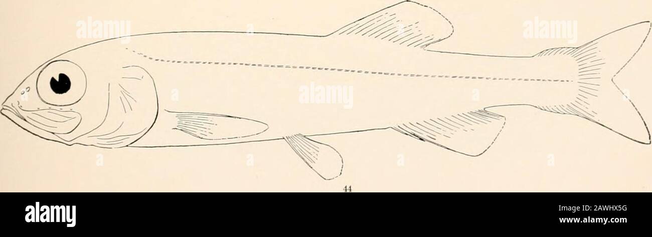 Oceanic ichthyology, a treatise on the deep-sea and pelagic fishes of the world, based chiefly upon the collections made by the steamers Blake, Albatross, and Fish Hawk in the northwestern Atlantic, with an atlas containing 417 figures . 41. AiEPOCEPHALUS ROSTRATUS. (p. %C&gt;.)43. CONOCARA MACROPTERA. (p. 39.) 42. A.LEPOCEPHALUS NIGER, (p. 38.) It. BATHYTROCTES MACROLEPIS. p. II. i GOODE AND BEAN—OCEAN IC ICHTHYOLOGY. PLATE XIII. Stock Photo