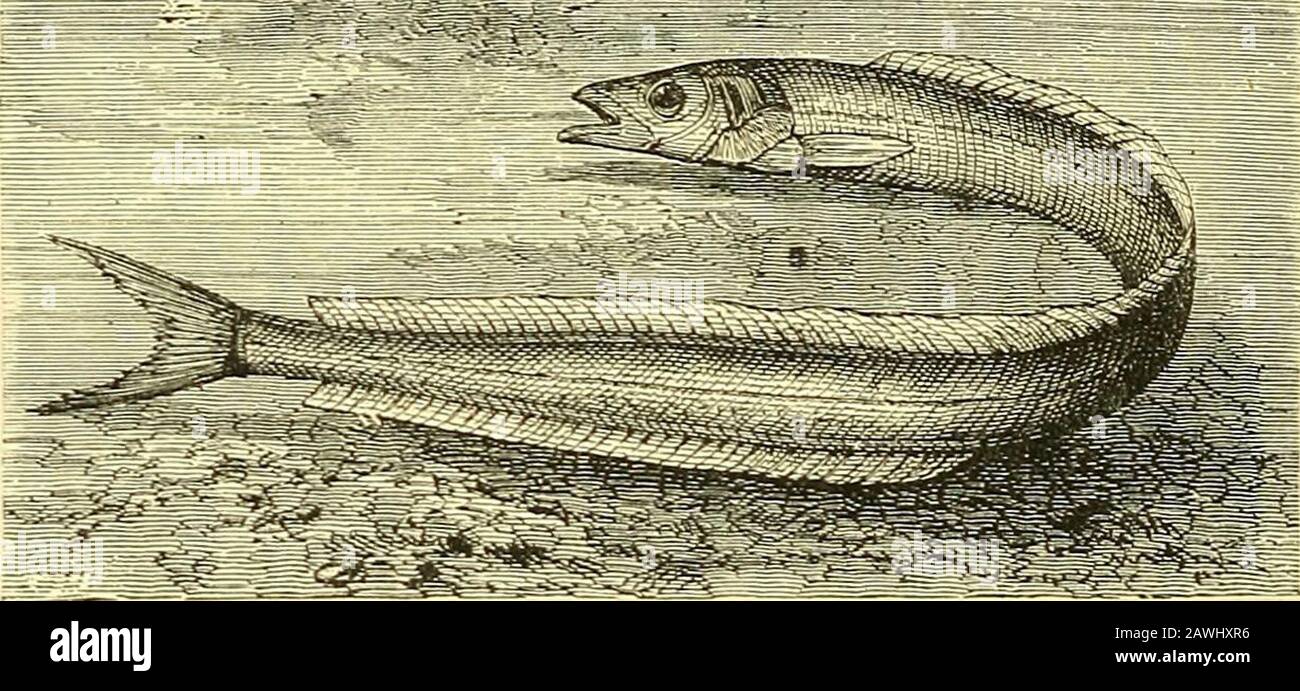 Handbook of the marine and freshwater fishes of the British Islands : (including an enumeration of every species) . -bearded Rockling{Motella musteld), is very plentiful around our coasts. It isdistinguished, as its name implies, by the possession of fivecirrhose appendages or barbels, four of which are developedfrom the upper and one from the lower lip. Its ordinarylength is about twelve inches, and its colour in life is a richchestnut or olive brown, with bronze reflections. A largerand yet more handsome species is the Three-beardedRockling {Motella tricirratd), attaining to a length of as 7 Stock Photo
