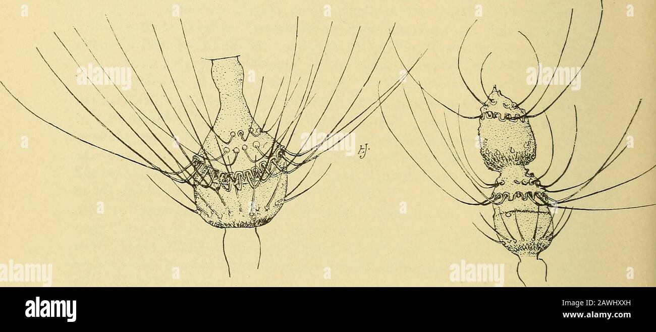 Annual report . antennal segment with a stem as long as the basal enlargement; terminal clasp segment stout, elongate, ovoid, palpi quadriarticulate m o d e s t a Felt, C. 147 cccc Length 1.25 mm; abdomen dark brown; fifth antennal segment with a length one-quarter greater than the basal enlargement; palpi triarticulate; terminal clasp segment stout, much produced, not dilated texana Felt, C. 1258, 888 aaa 15 antennal segments, the fifth with a stem one-fourth longer than thebasal enlargement b Length 1 mm; abdomen dark brown; mesonotum black c a r p i n i Felt, C. 107 i66 NEW YORK STATE MUSEU Stock Photo