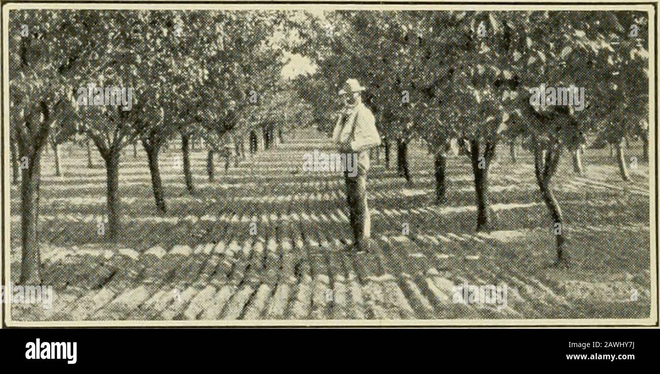 Biggle orchard book : fruit and orchard gleanings from bough to basket : gathered and packed into book form . e cover crop shouldimmediately follow, of course. Substitute for Cui^tivation.—The mulchsystem has its advocates, and its faults and advan-tages. Its main faults are : It furnishes a harboringplace for mice and insects ; it does not stinuilate treegrowth, if growth is wanted; it favors fungoustroubles. Its main advantages are : Lessened labor(which is somewhat offset by the necessity of mowinggrass and weeds which may push through the nuilcli); 54 BIGGI&lt;K ORCHARD BOOK lessened wood Stock Photo