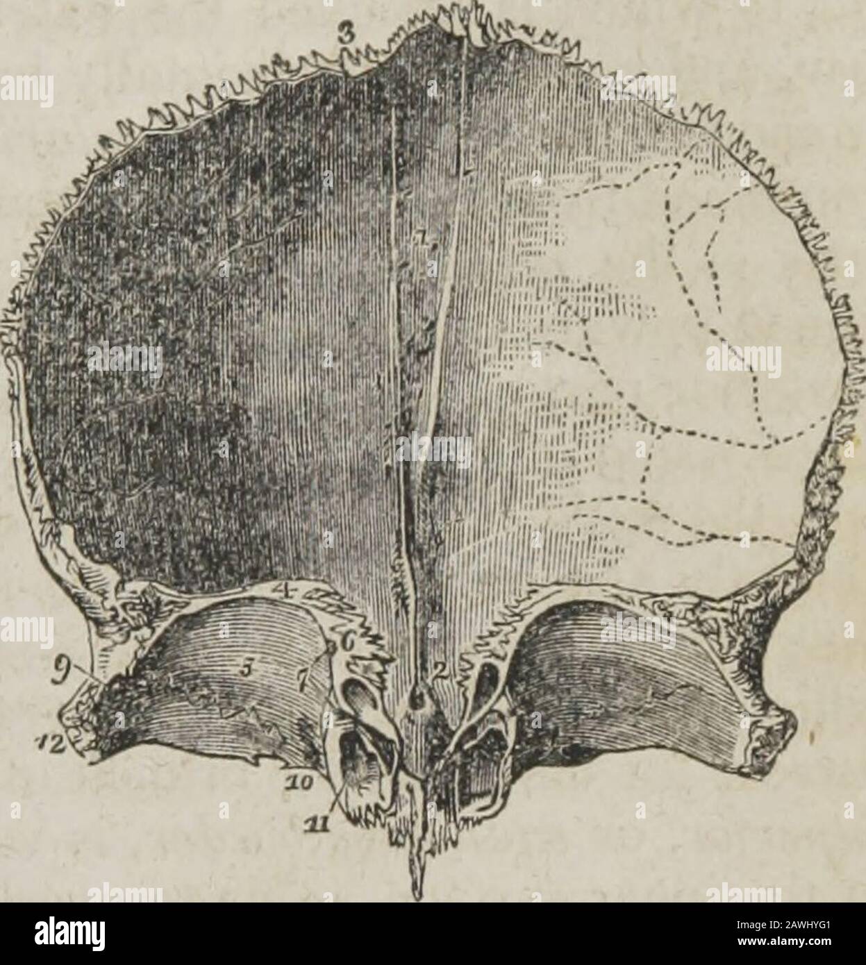 A system of human anatomy, general and special . in such a manner as toshow the orbito-nasal portion. 1. The grooved ridge for the lodgment of the superiorlongitudinal sinus and attachment of the falx. 2. The foramen caecum. 3. The superioror coronal border of the bone; the figure is situated near that part which is bevelled at theexpense of the internal table. 4. The inferior border of the bone. 5. The orbital plate ofthe left side. 6. The cellular border of the ethmoidal fissure. The foramen caecum (2)is seen through the ethmoidal fissure. 7. The anterior and posterior ethmoidal foramina;the Stock Photo