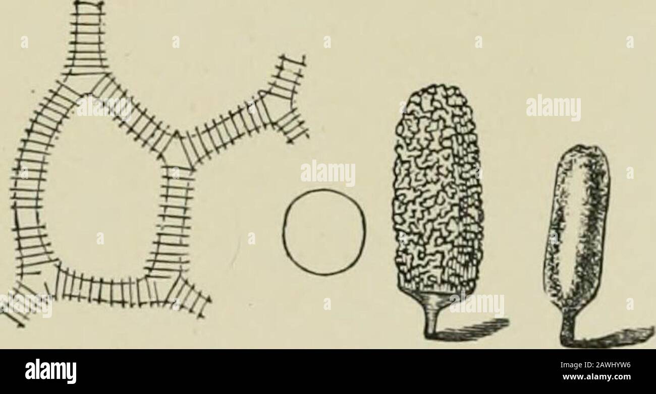 Introduction to the study of fungi : their organography, classification, and distribution for the use of collectors . Fig. 147.—Threads andspores of Trichia. Fig. 148.—Arcyria, witli portion ofcapillitium magnified. (Fig. 147), and Oligonema, in which there are no distinct spirals.The seven genera of the Arajriae are partly known by the char-acter of the capillitium, of which the largest genus is Arcyria,having the threads combined into a network which becomesnaked or protruded at maturity (Fig. 148). Two other genera. 3i6 INTRODUCTION TO THE STUDY OF FUNGI such as Lycogala and Perichaena, hav Stock Photo