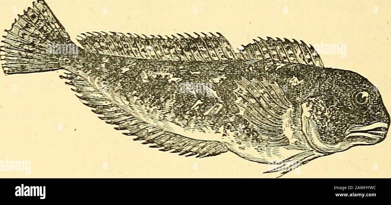 Handbook of the marine and freshwater fishes of the British Islands : (including an enumeration of every species) . oon as possible. An instance is recordedof an example caught by some North Sea trawlers,which seized a mop handle that was held out to itso savagely and pertinaciously that it allowed itself to beswung overboard before it would release its hold, and oneof its teeth being even then left embedded in the wood.Living examples of this very formidable and somewhat 58 MARINE AND FRESHWATER FISHES repulsive-looking type were imported by the writer, throughMessrs. Jeffs and Blake, of Gt. Stock Photo