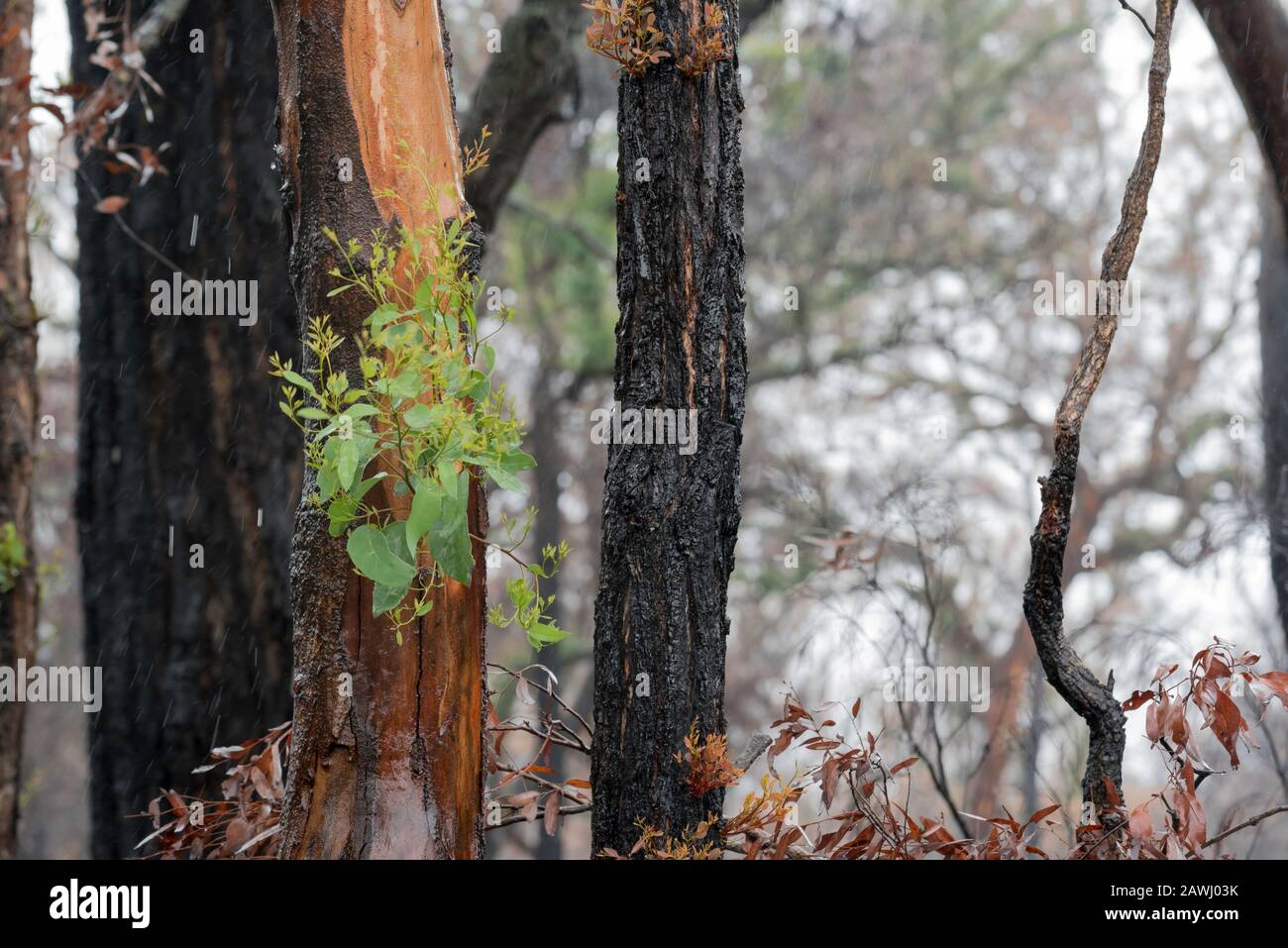 Tarmoor NSW Australia Feb 9 2020:  New green shoots of growth appear on Eucalyptus trees at a burned out property scorched in the December 2019 fires. Eastern parts of New South Wales have, in the past few weeks received much needed rains that have filled farm dams, greened gardens and started the recovery of fire ravaged bushland. Photo Credit Stephen Dwyer Alamy Stock Photo