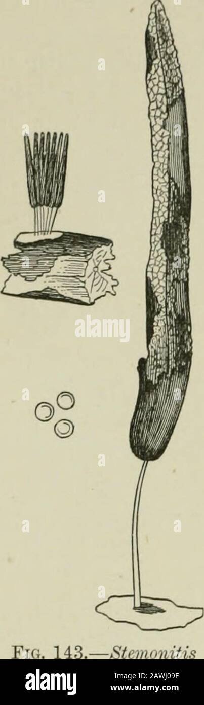 Introduction to the study of fungi : their organography, classification, and distribution for the use of collectors . f which there is an external deposit of limeon the wall of the sporangium. TheDidymeae have a capillitium which iswholly without lime (Fig. 144), and thePhysareae a capillitium which encloses lime.We need not stay to analyse the differentgenera in these two sections, inasmuch asthey will offer no difficulty to the student.The Didymeae includes such generaas Chondrioderma, Didymium, Lepidoderma, Spumaria, andDiachaea (Fig. 145). InSpumaria only are the spor-angia combined in an Stock Photo