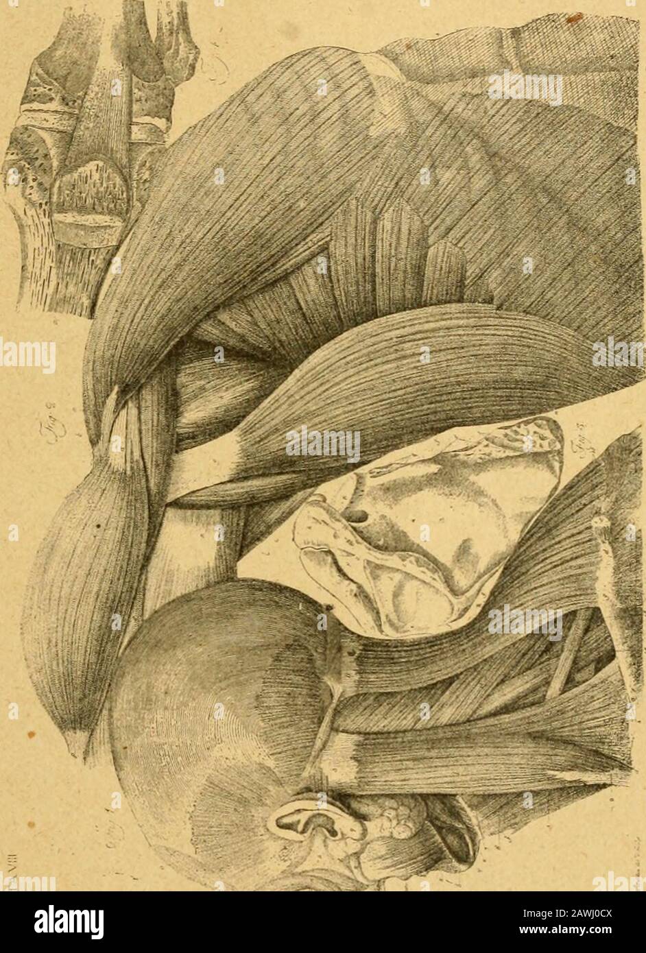 Histoire de l'anatomie plastique : les maitres, les livres et les écorchés . essore suddetto. Milano. Et enfin en Angleterre : Eléments of anatomy;désignes for the use of students in the fine arts, byJames Birch Sharpe, member of the Royal collège ofsurgeons, and student in the Royal Academy of arts.London, 1818. Ouvrage dans lequel se trouvent troistêtes osseuses {Européen., Asiatique, Africain) dessi-nées et gravées à Peau-forte par Sharpe; deux sque-lettes, une tête, des mains, des pieds écorchés, copiésdaprès Albinus ; un écorché de lhomme appartenantau groupe considéré longtemps comme r Stock Photo