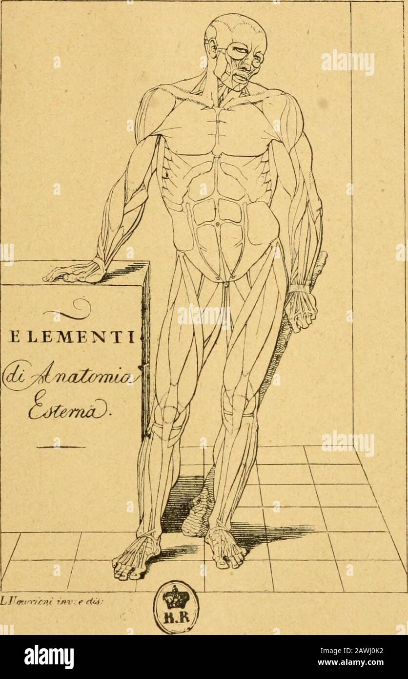 Histoire de l'anatomie plastique : les maitres, les livres et les écorchés . nest sur ces derniers?Nous citerons encore, comme exemple, la région axil-laire quil na pas suffisamment évidée. Pourquoi Salvage na-t-il pas osé donner au Gla-diateur le caractère si vrai de ses modèles ? Cest quila craint, nous le répétons, de défigurer Tantique. Et ilfaut bien admettre que le sentiment qui la guidé estlouable, car toute tentative dun ordre différent nauraitdonné quune impression pénible et désagréable. Deplus, lépoque à laquelle vivait Salvage, linfluence desidées soutenues et même imposées par D Stock Photo