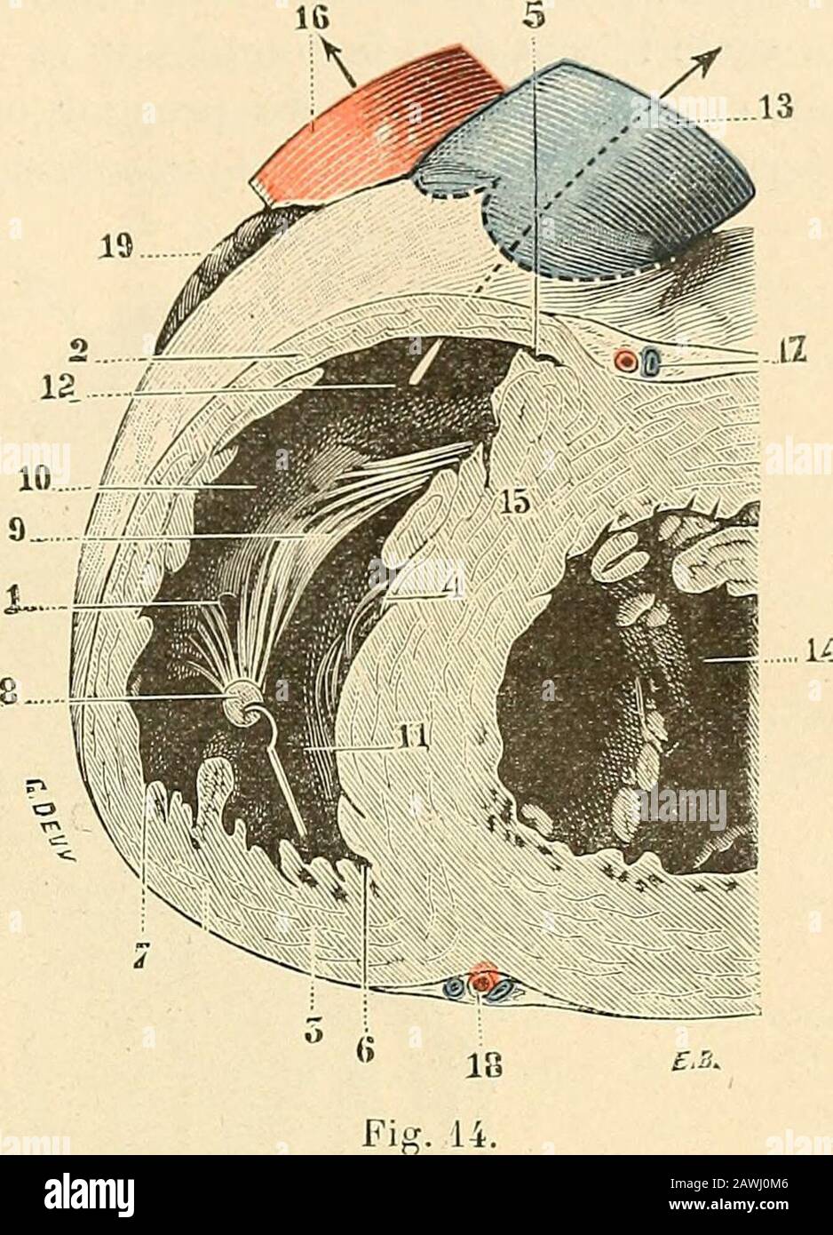 Muscle papillaire hires stock photography and images Alamy