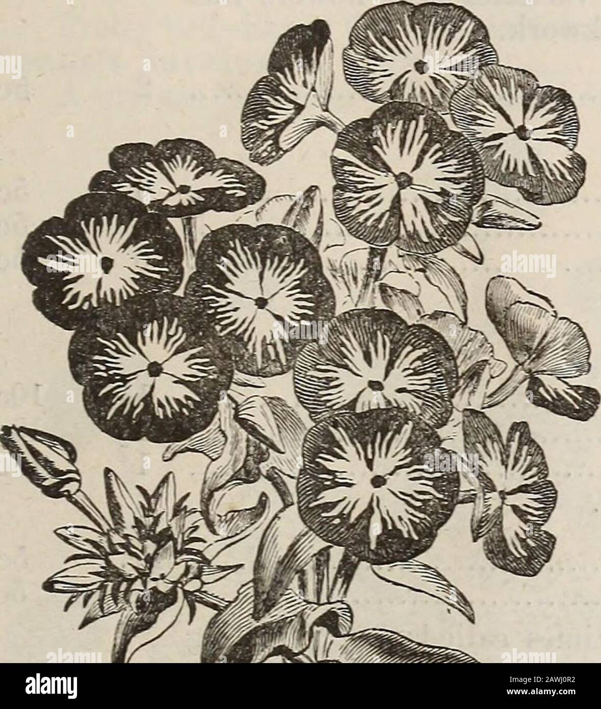 Catalogue of seeds, agricultural & horticultural supplies and guide for the garden, field & farm . Catalogue of Seeds. 61 Singular flowers, the upper petals being reflexed ANNUALS-Continued. Xicotiaua Affinis. Large, white and fragrant Macrophylla. Purple flowers, large leaTes Variegata. Variegated leaves Ornamental varieties of tobacco. Nigella Darnascena. Double, lavender blue Hispanica. Blue, curious flowers Alba. White Love in a Mist, or Devil in the Bushto resemble horns, b. Xolana, Fine mixed Tr. Trailing plants, resembling Dwarf Convolvulus. Colors blue and white ; good for rockworkand Stock Photo