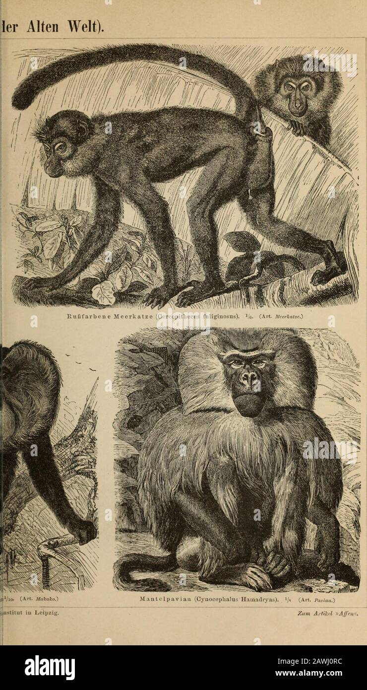 4 affen hi-res stock photography and images - Alamy