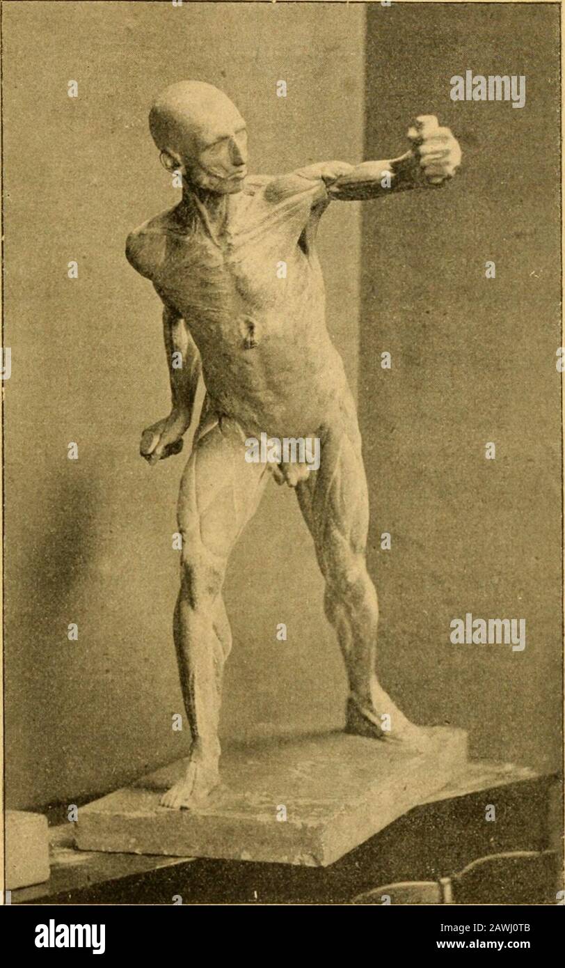 Histoire de l'anatomie plastique : les maitres, les livres et les écorchés . onna lattitude de lantique quilavait choisi, après les avoir disséqués (fig. loi). Sureux, comme sur tout cadavre que lon prépare afin demettre la musculature en évidence, il supprima lagraisse partout où elle voilait les muscles, ce qui déter-mina, comme de coutume, une excavation profondeau niveau de la partie supérieure et antérieure de lacuisse (triangle de Scarpa), ainsi quà la région dujarret (région poplitée). Salvage, tout en ayant cespièces sous les yeux, nosa pas reproduire exactementlaspect de ces régions Stock Photo
