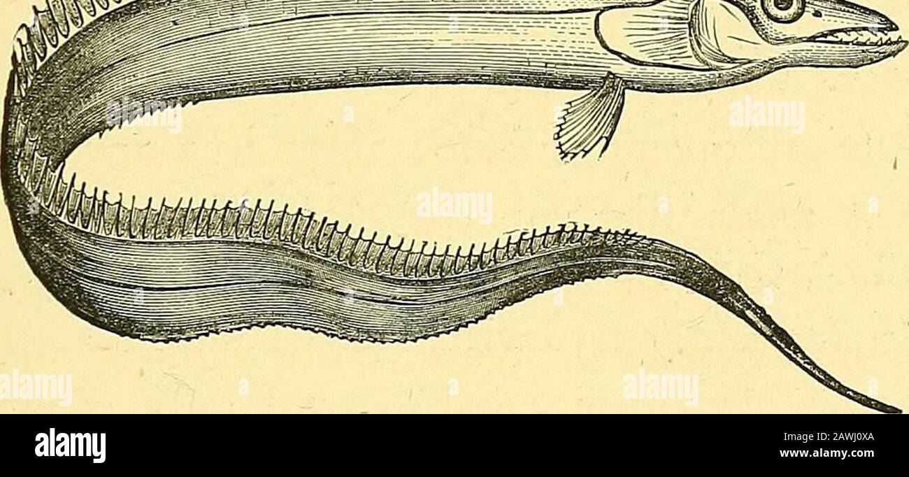 Handbook of the marine and freshwater fishes of the British Islands : (including an enumeration of every species) . en fresh,being, as described by the late Mr. Frank Buckland,comparable to that of a new shilling or a ladys satinshoe. This silvery pigment, which invests the whole bodyin the form of a very delicate membrane, becomes soreadily detached after death, that it is almost impossibleto preserve an example representing any approach to the OF THE BRITISH ISLANDS. 45 aspect of the fish in its living state. An half-grownspecimen of this rare type will be found among the spirit-preserved se Stock Photo