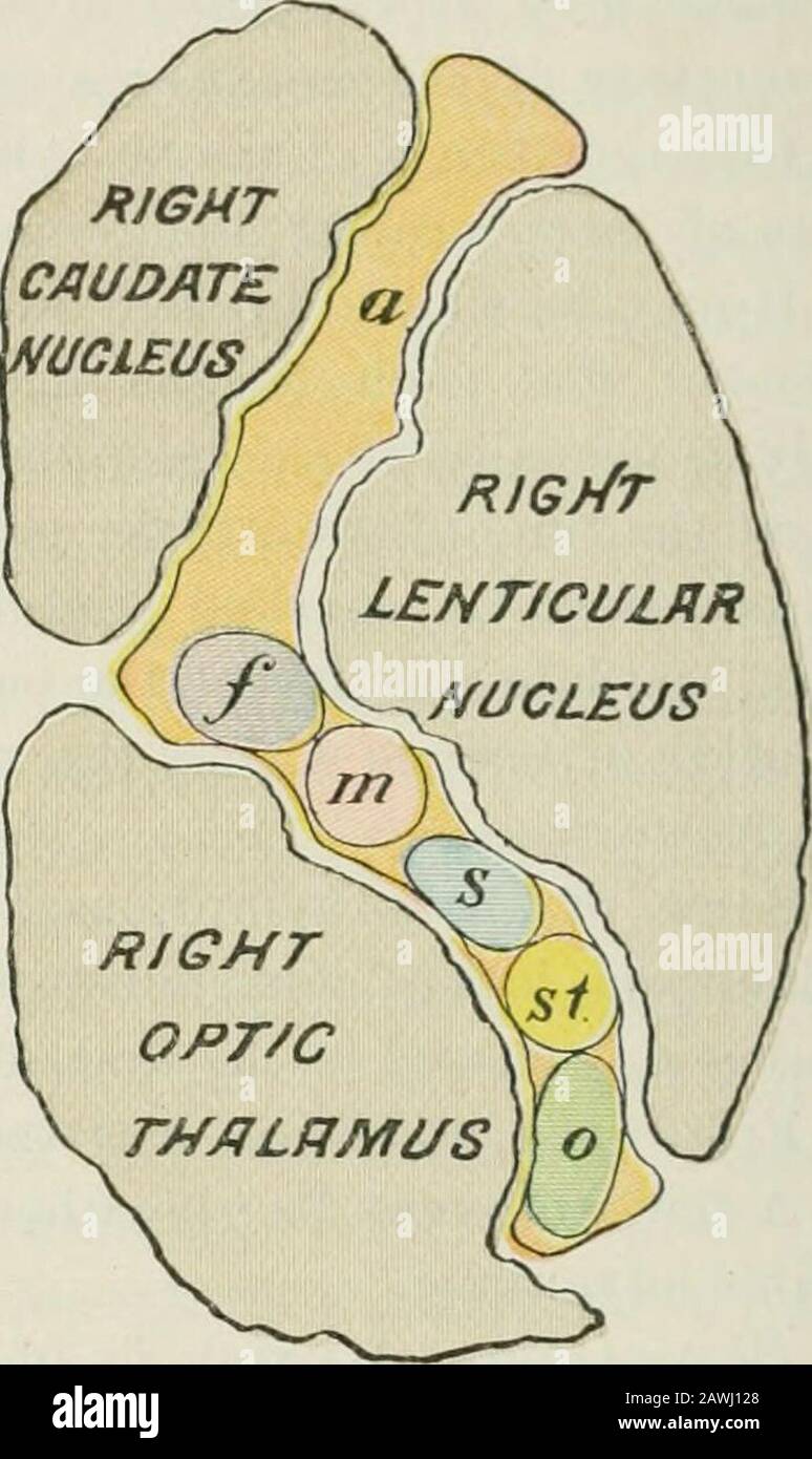 Lectures on nervous diseases from the standpoint of cerebral and spinal ...
