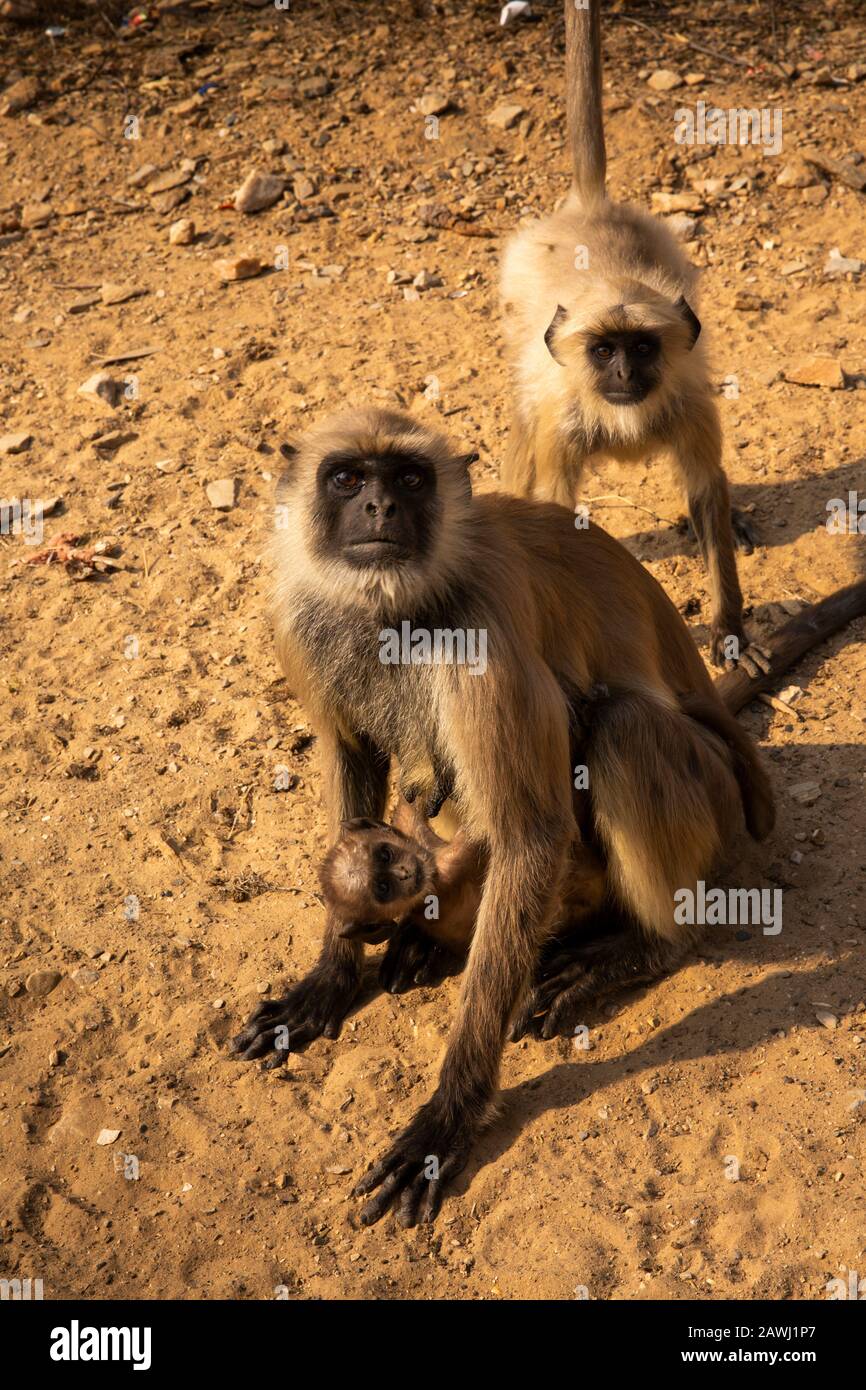 India, Rajasthan, Shekhawati, Udaipurwati, Adaval Valley, Lohargal Dham, Surakund, pilgrimage site, langur monkeys at side of road Stock Photo